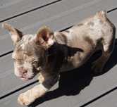 Buldog francuski