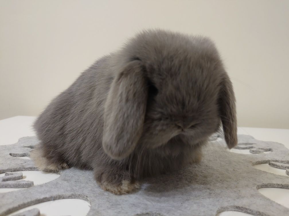 Królik Mini -Lop