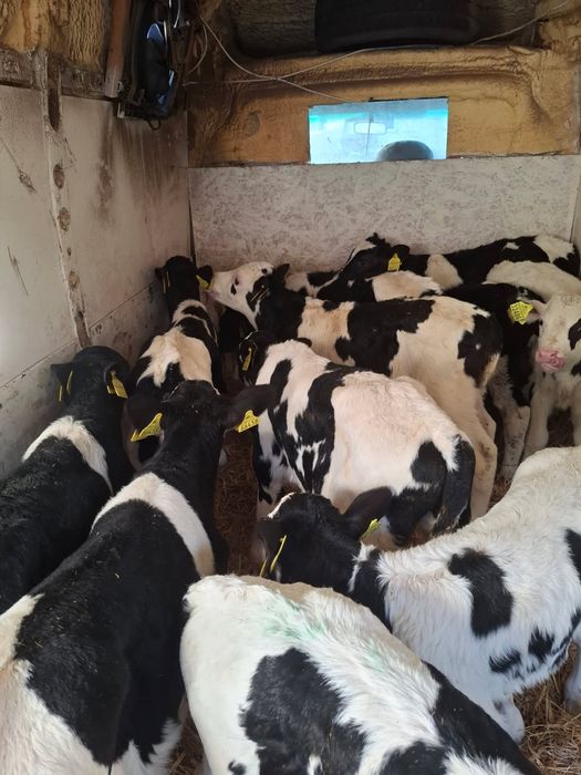 Sprzedam byczki 12szt