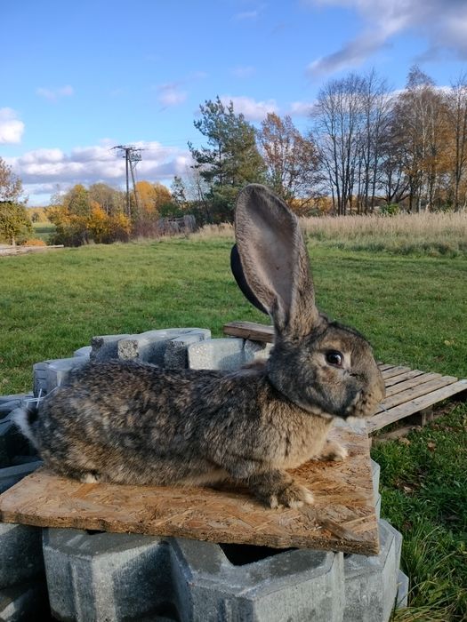 Olbrzym belgijski  samiec
