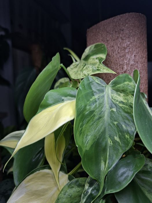 Philodendron Hederaceum Variegata i Cream Splash