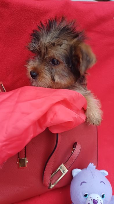 Милий хлопчик -Йоркширський тер'єр.