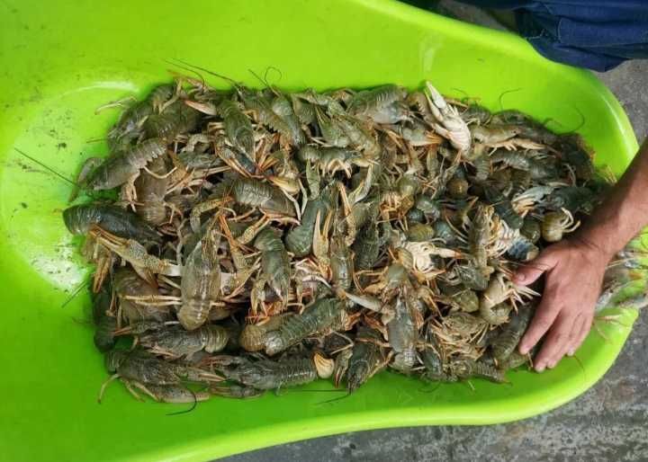 Продам живи раки оптом і в роздріб