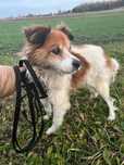 Stasiu do adopcji