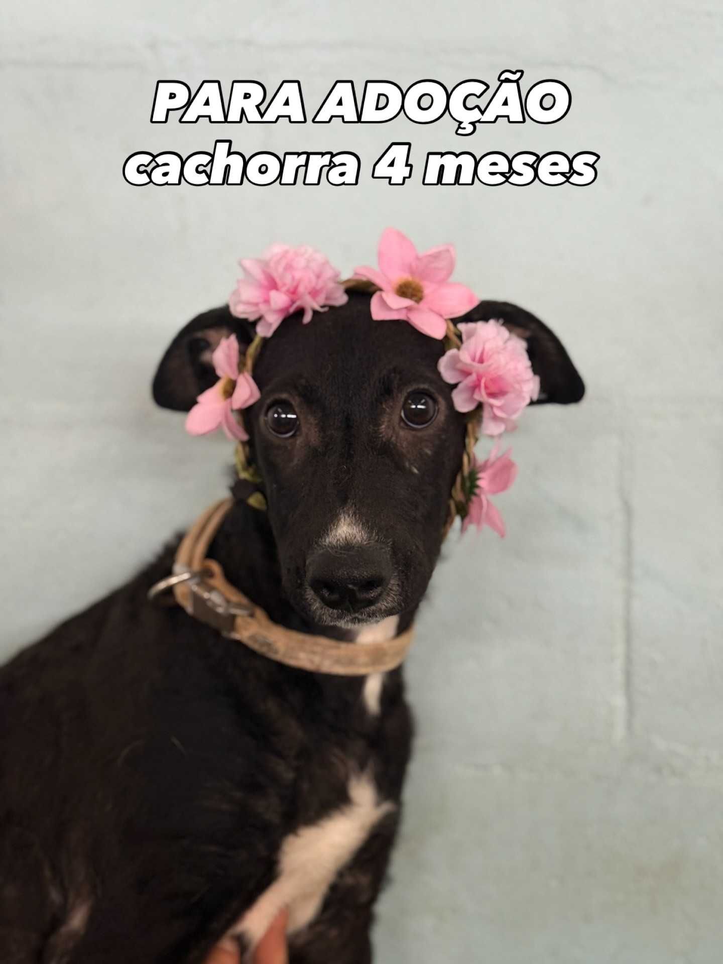 Cachorrinha 4 meses - para adopção