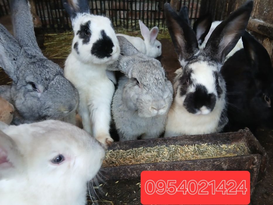 Кролики самці на плем'я