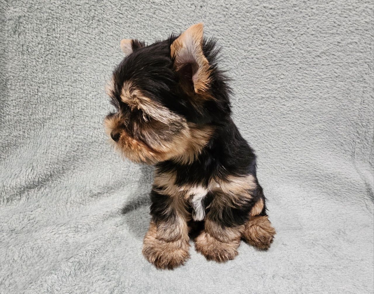 Yorkshire terrier Black and Tan samiec