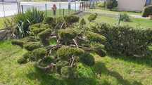 Iglak formowany na bonsai