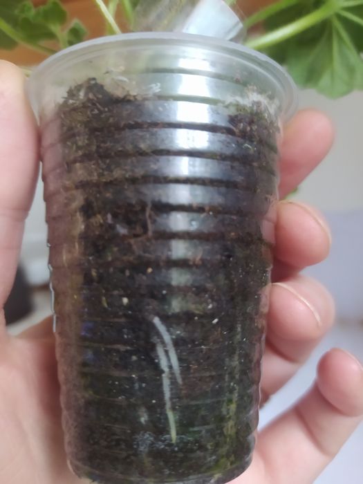 Пеларгонія зональна Уг Айгуль