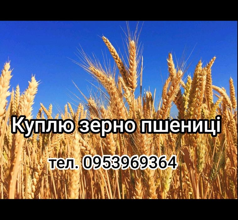 Закуповуємо зернові культури.Відходи.