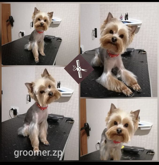 Стрижка собак Грумер Хортицкий Бабурка