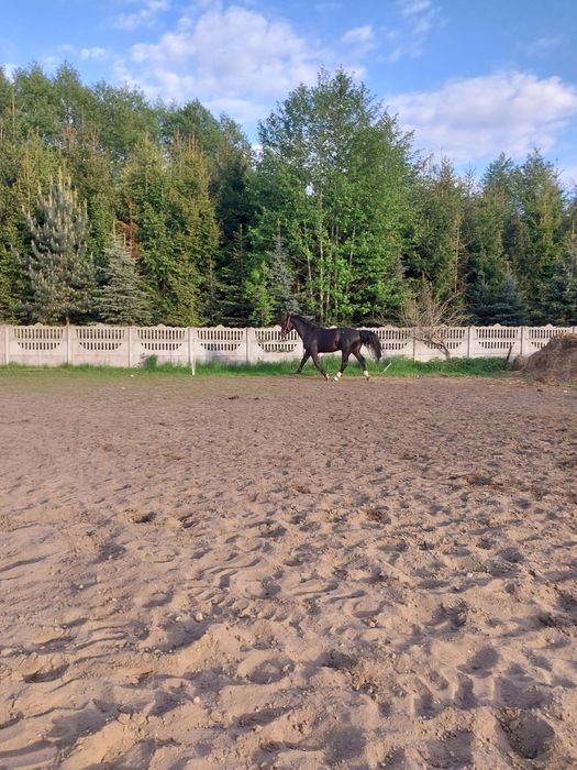 Kary wałach śląski 3 lata