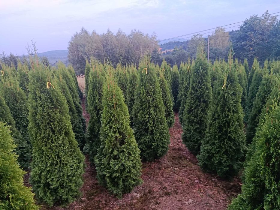 Tuja brabant, szmaragd 150,160,180,200,220,250cm,sadzimy,dowoz