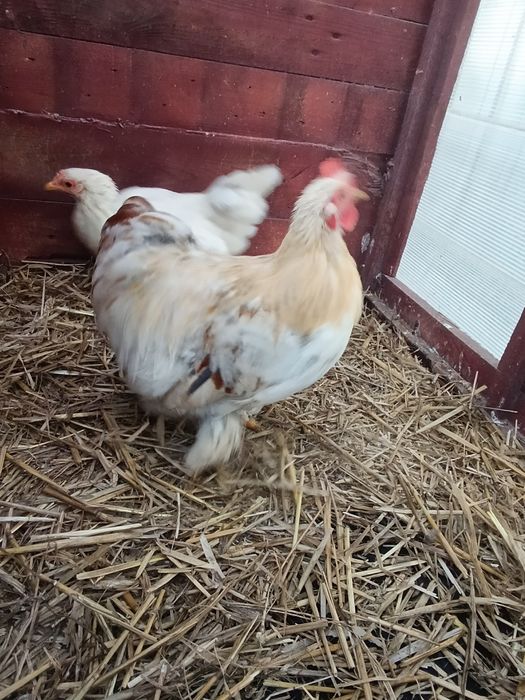 Para Kochina Miniaturowego