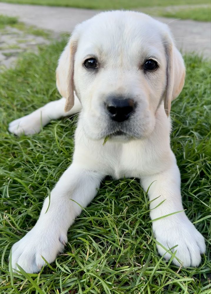 Szczeniak Labrador Retriever GOTOWY DO ODBIORU