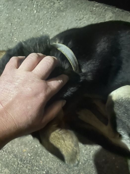 Замечен пес, кобель, зерновая