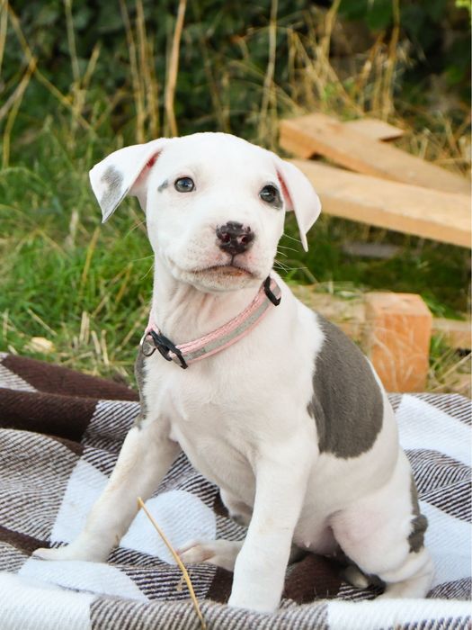 Щенки амстафф цуценята амстафф