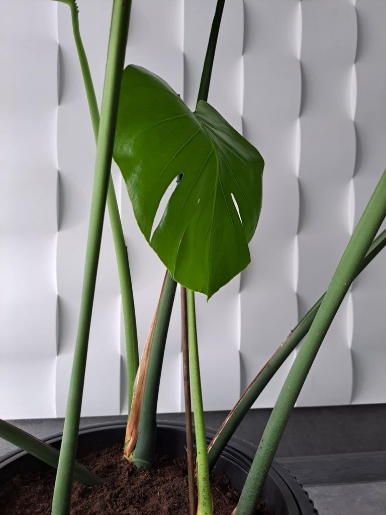 Duża, zdrowa Monstera Deliciosa wraz z doniczką