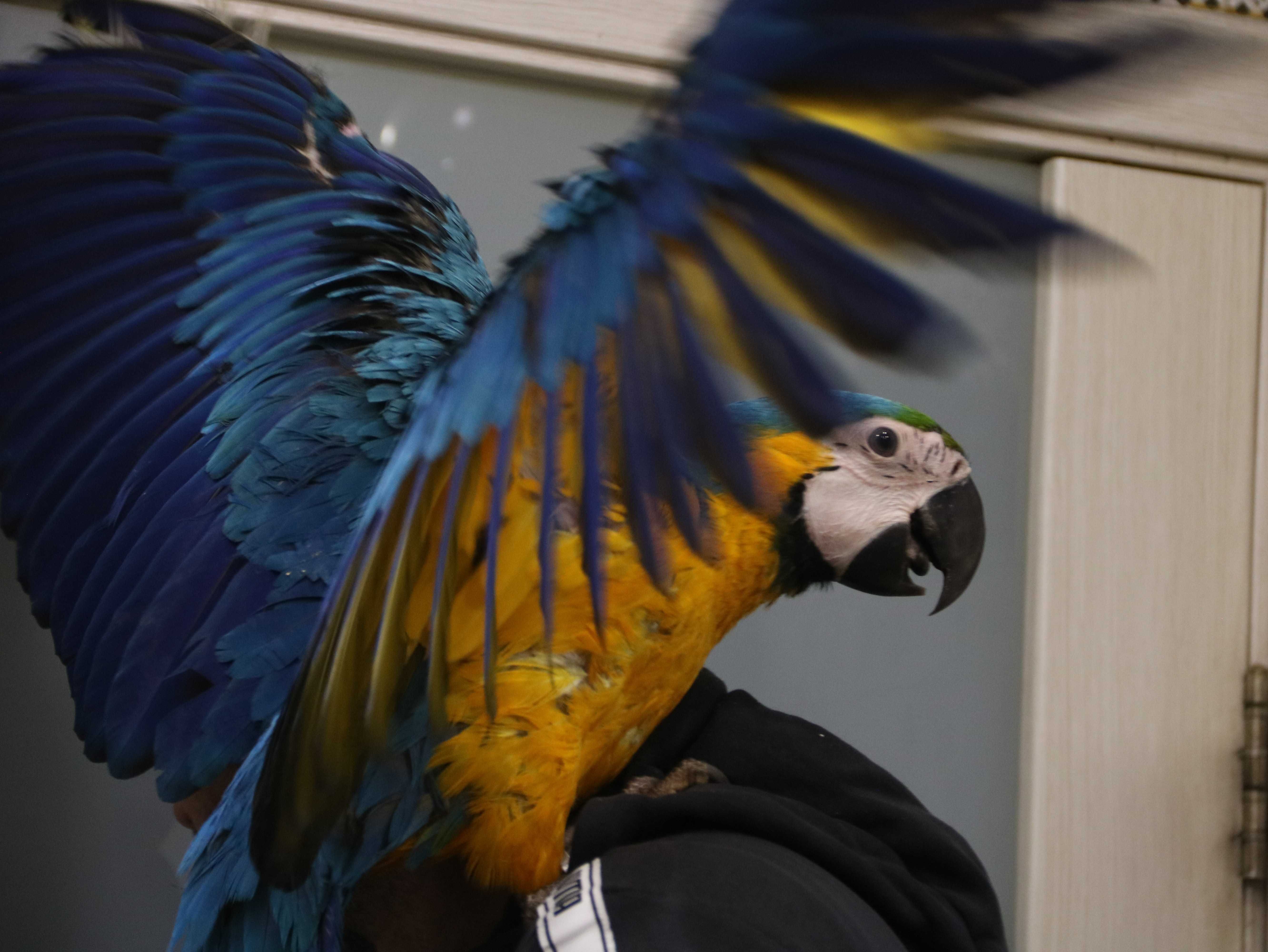 Синьо-жовтий Ара, великий папуга Ара, розкішний Ара ручний малюк