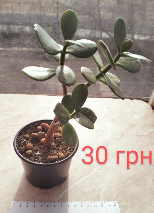 Продам красули (грошові дерева)