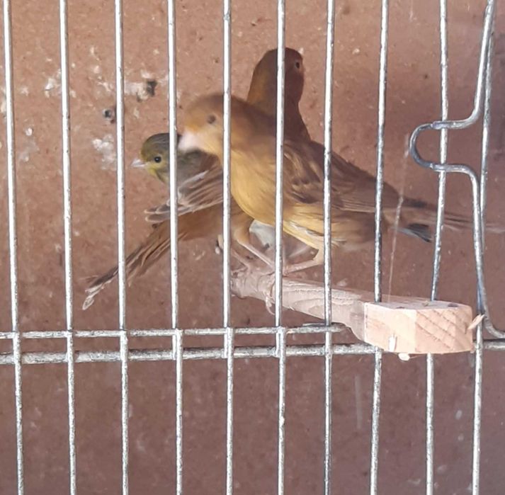 Lote de canários ou venda individual + trio de canários de Moçambique