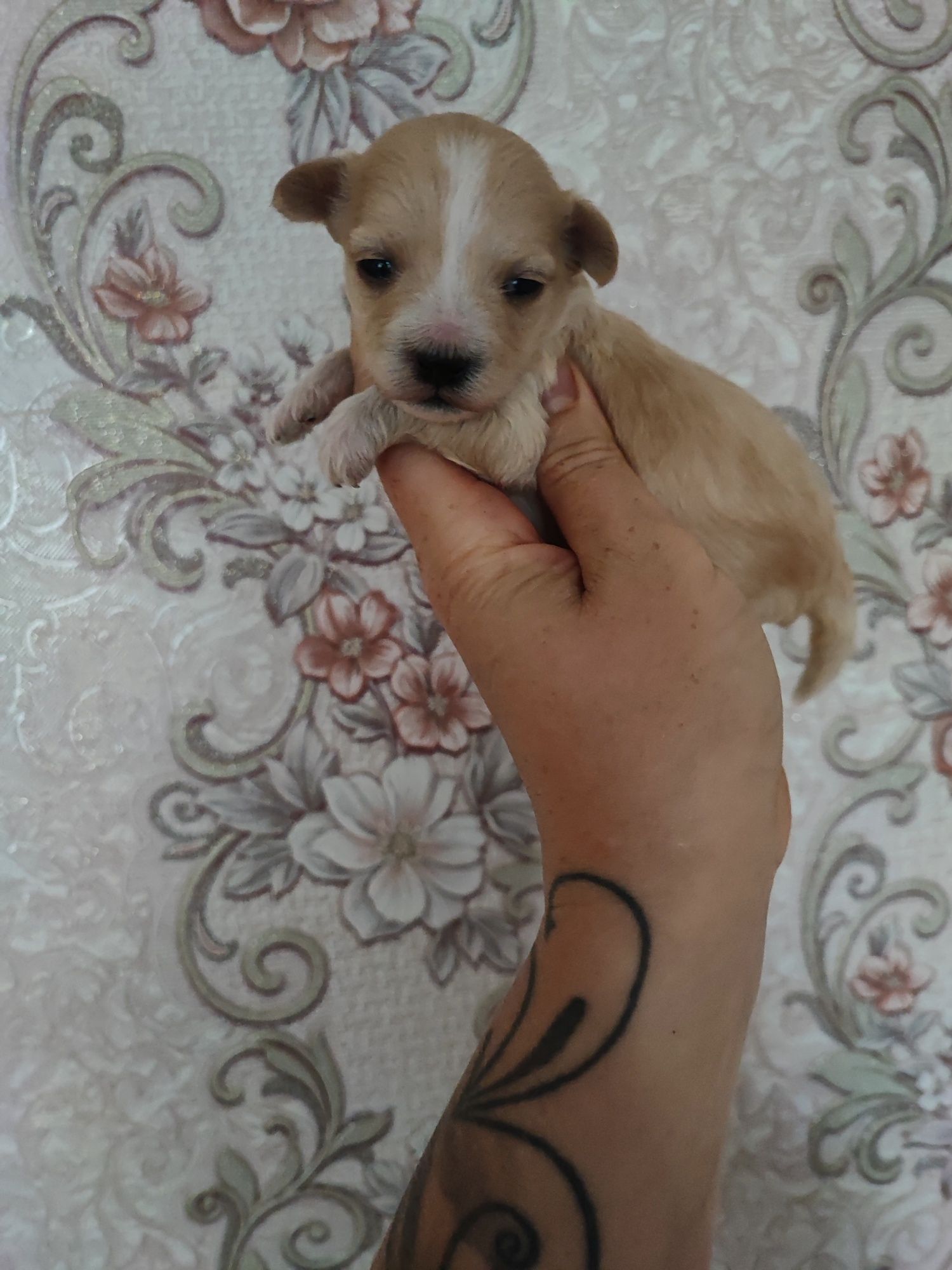 Maltipoo suczka  do rezerwacji