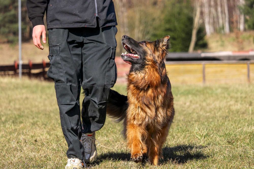 Owczarek niemiecki długowłosy – wyjątkowe szczenię