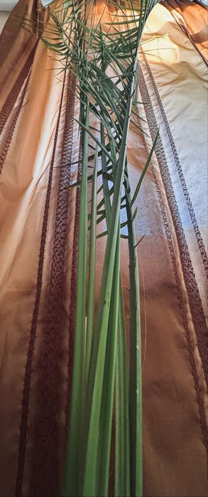 Височезна пальма фінікова 220см