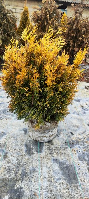 Thuja plicata Goldy Forever