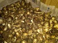 20x bolbos de Narcisos c/ Portes inc.