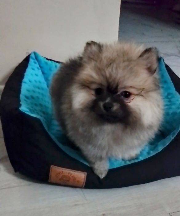 Szpic miniaturowy Pomeranian Suczka