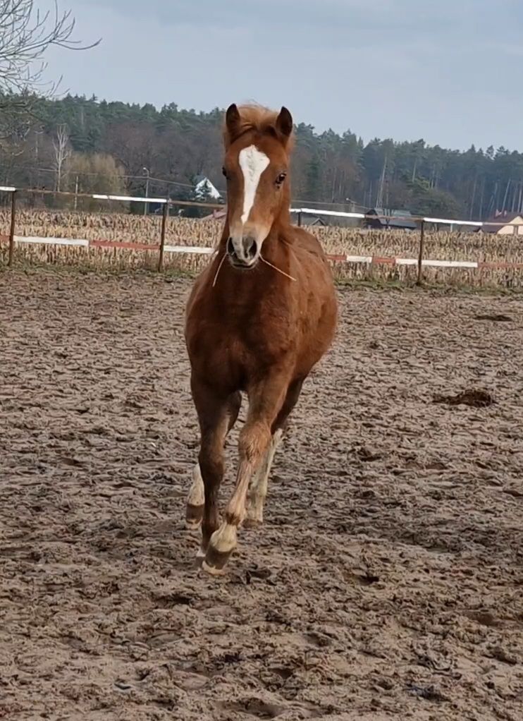 Kuc pony - kasztanowata, malowany