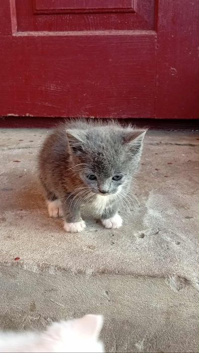 Кошенята, дві кицьки шукають господарів
