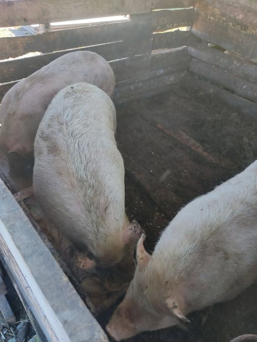 Продам свиней живою вагою , 100-115 гр(органіка)