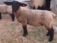 Borregas Suffolk puras