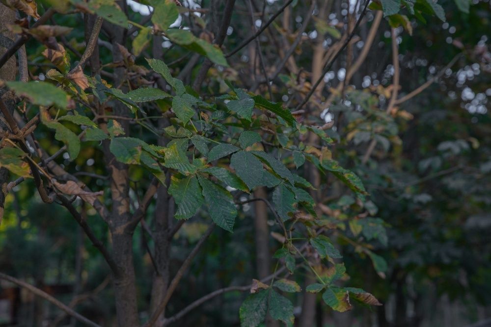 Kasztanowiec Biały (Aesculus Hippocastanum) 150-200 cm, donica