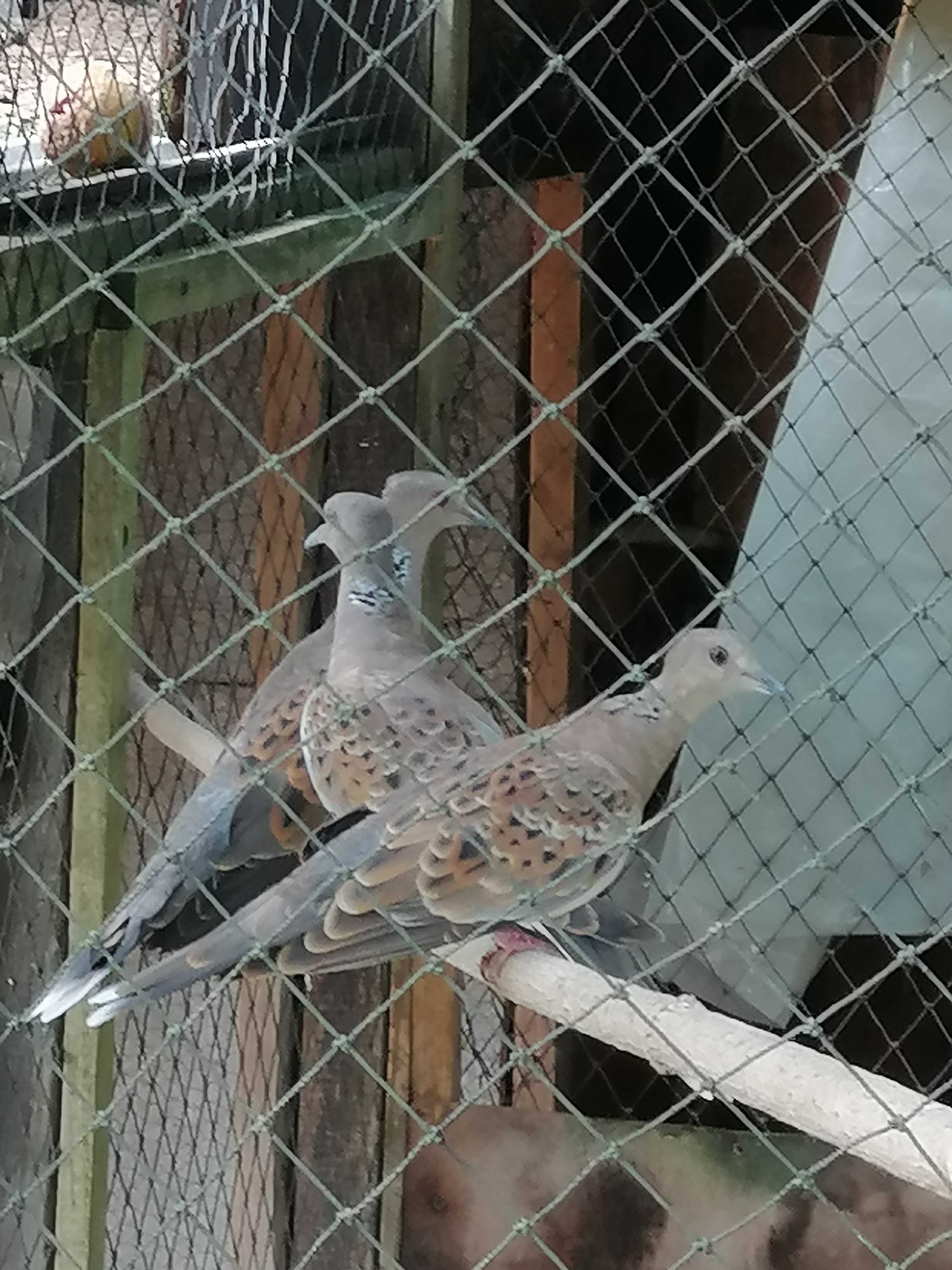 Turkawke sprzedam