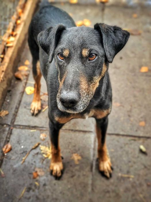 Tymon - psiak w typie teriera szuka domu