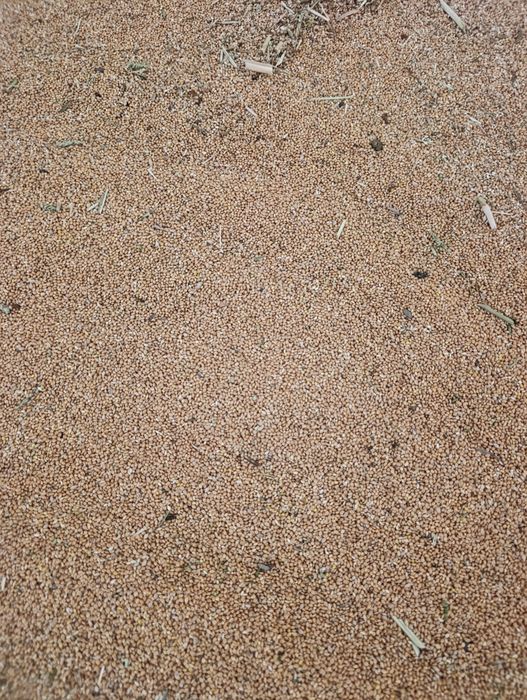 Proso gierczyckie pierwszy odsiew