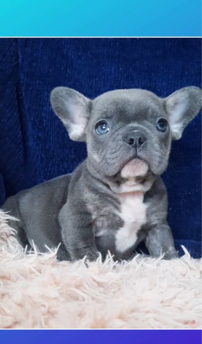 Роскошный мальчик французик мини