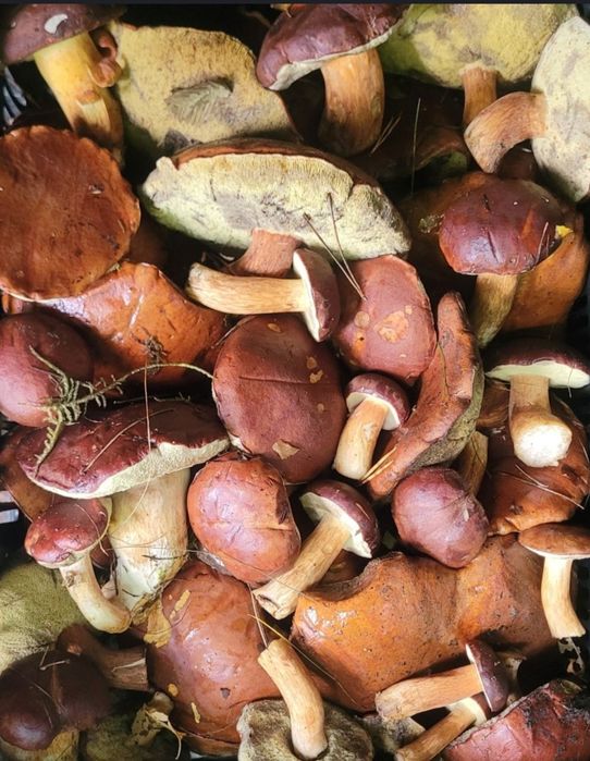 Świeże grzyby zbierane na zamówienie!