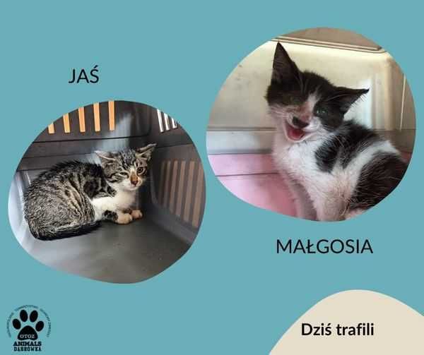 Znaleziono kotki PRZODKOWO