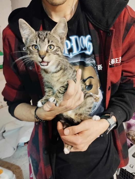 Cudowna Calineczka do adopcji,pokochaj kociaka,bura,pręgowana,koteczka