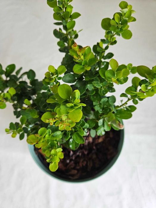 Berberys zielony 30cm – niski krzew ozdobny C2 + nawóz gratis