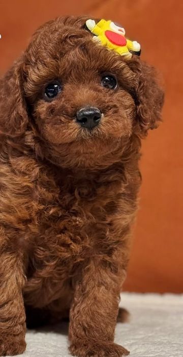 Дівчинка    ред браун той пудель