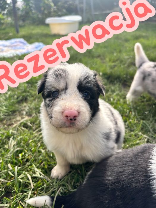 Border Collie- suczka