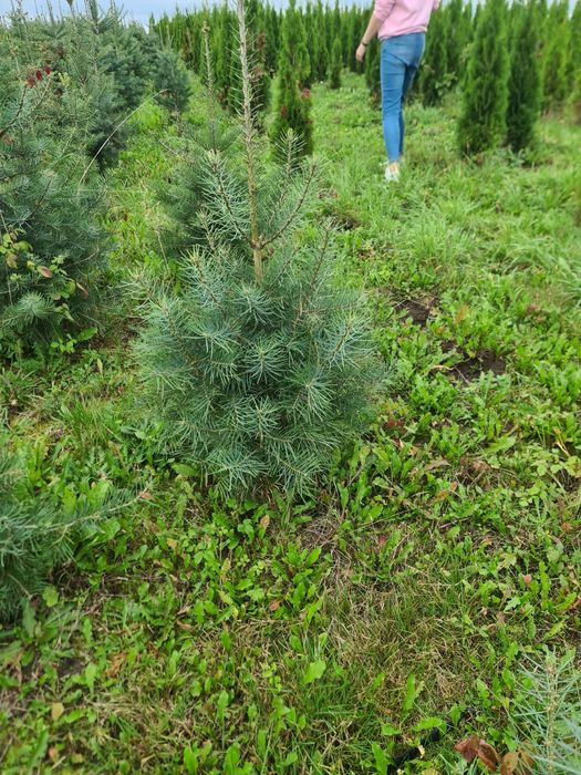 Jodła kalifornijska, jodła jednobarwna (Abies Concolor) Producent