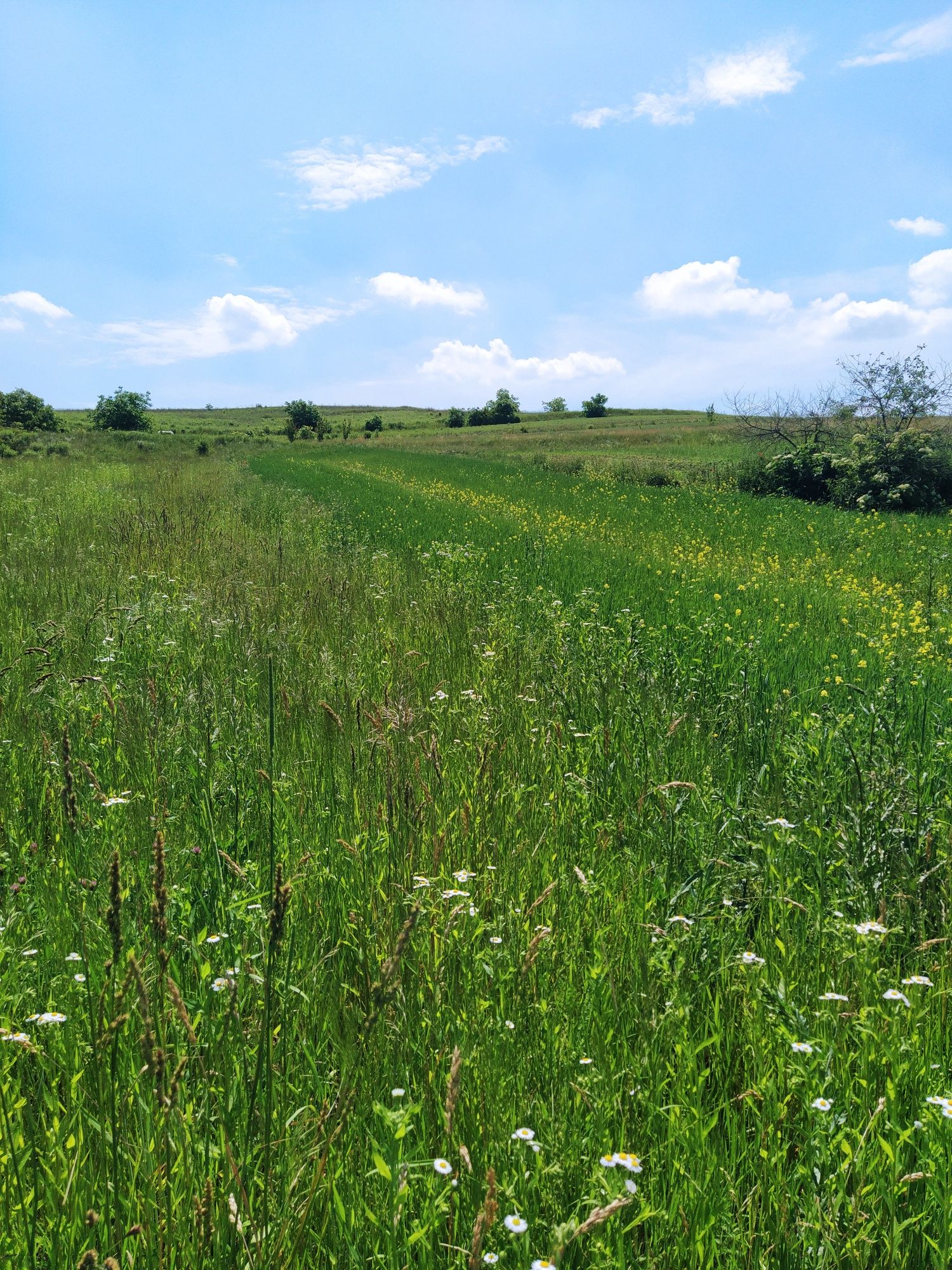 Продам земельну ділянку в с.Ставки