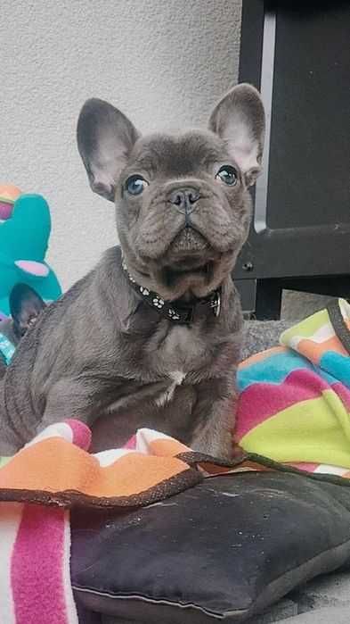 Ostatni do odbioru Buldog francuski BLUE pies piesek rodowód szczeniak