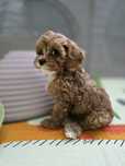 Cavapoo / chłopczyk